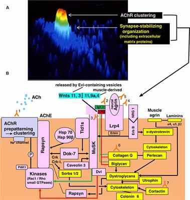 Myasthenia Gravis: From the Viewpoint of Pathogenicity Focusing on Acetylcholine Receptor Clustering, Trans-Synaptic Homeostasis and Synaptic Stability